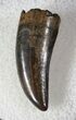 Baby Tyrannosaur Tooth - Hell Creek Formation #13393-2